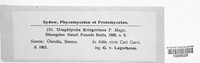 Urophlyctis kriegeriana image